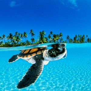 Meet your Posher, Onesparklycat